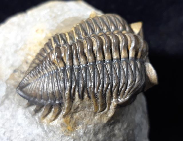 Coltraneia oufatensis MORZADEC 2001 - Bild © FossNet FossilienStore